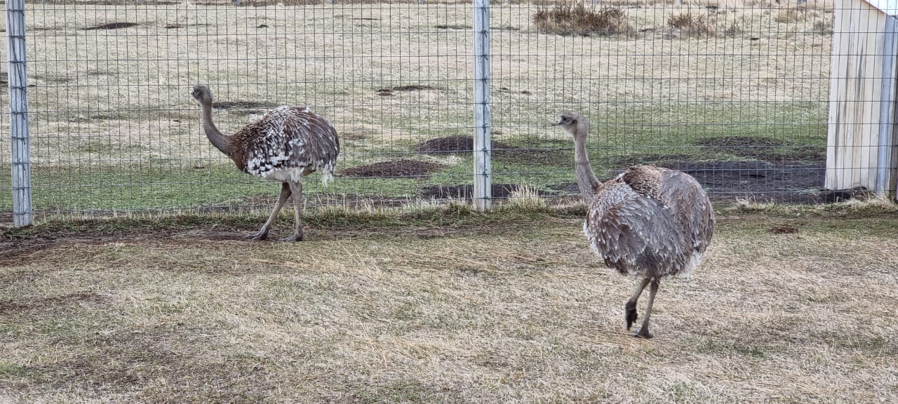 SAG Aysén llama a realizar Declaración Semestral de Fauna Silvestre del segundo semestre de 2021